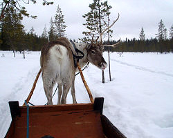 Salla, Finnland 
Ski Rock 2010